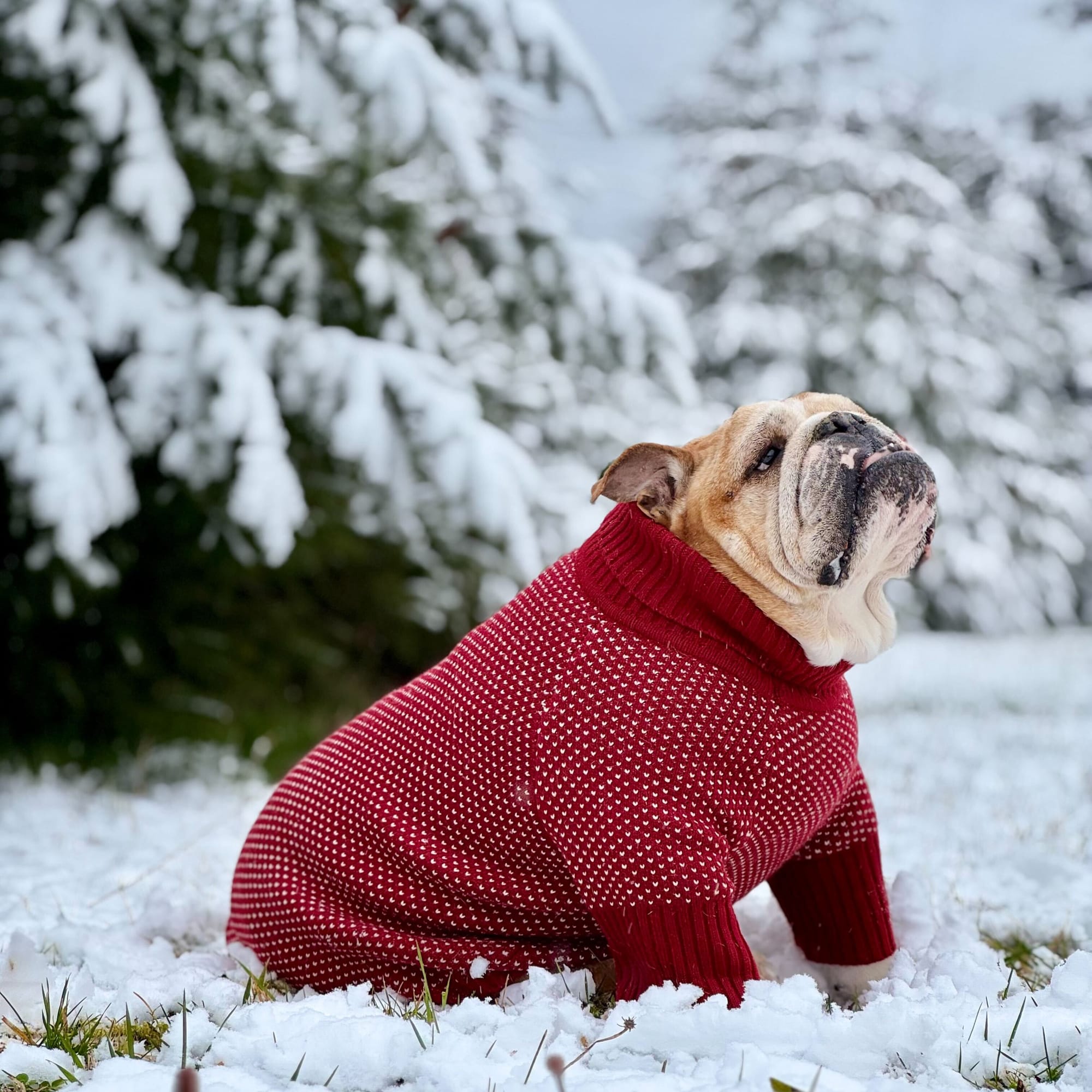 Velos Mobile — A Bay Area Powerhouse in Native App Development