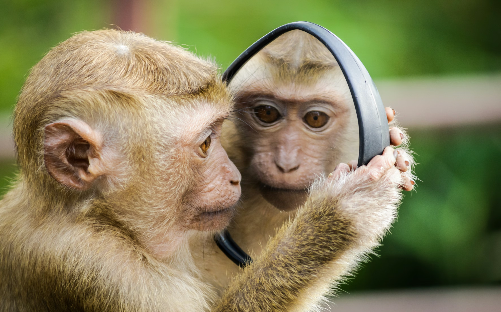 Monkeys: The Internet’s Favorite Little Chaos Geniuses (and Why They’re Actually Amazing)
