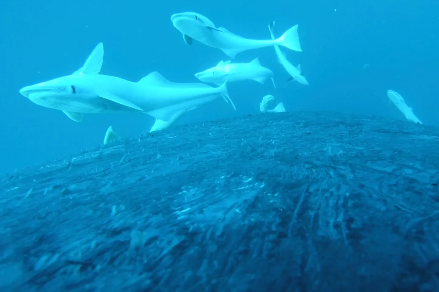 Rare footage shows sucker fish as they whale-surf in the ocean’s wildest joyride