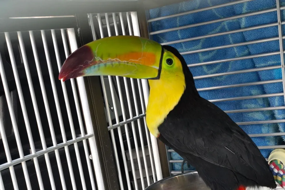 Toucan seen flying around Sin City has been rescued (public + featured)