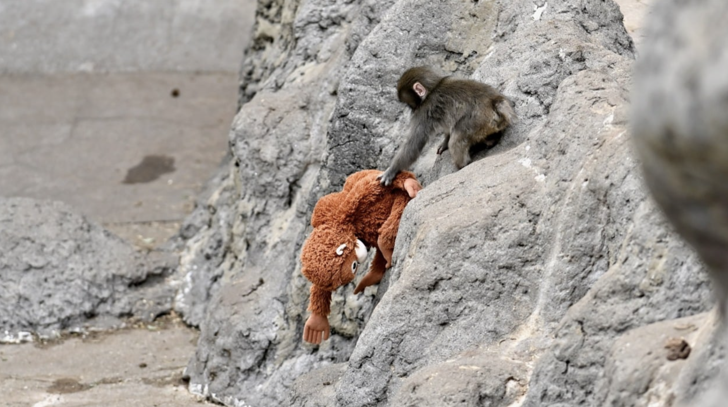 Punch the Monkey: The Little Macaque the Internet Fell in Love With