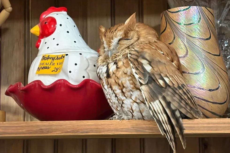 Sleepy owl found resting among items on a New York antique store shelf