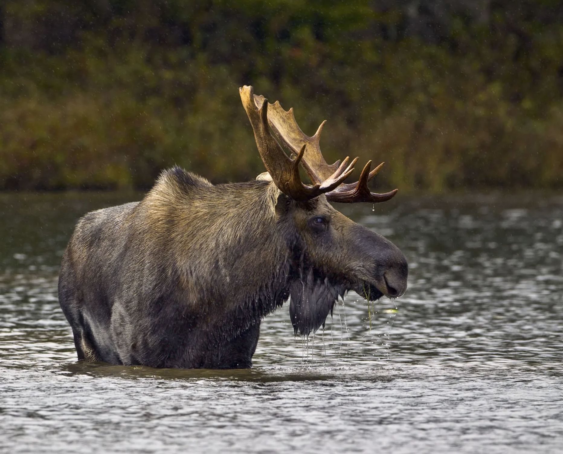 The Moose
