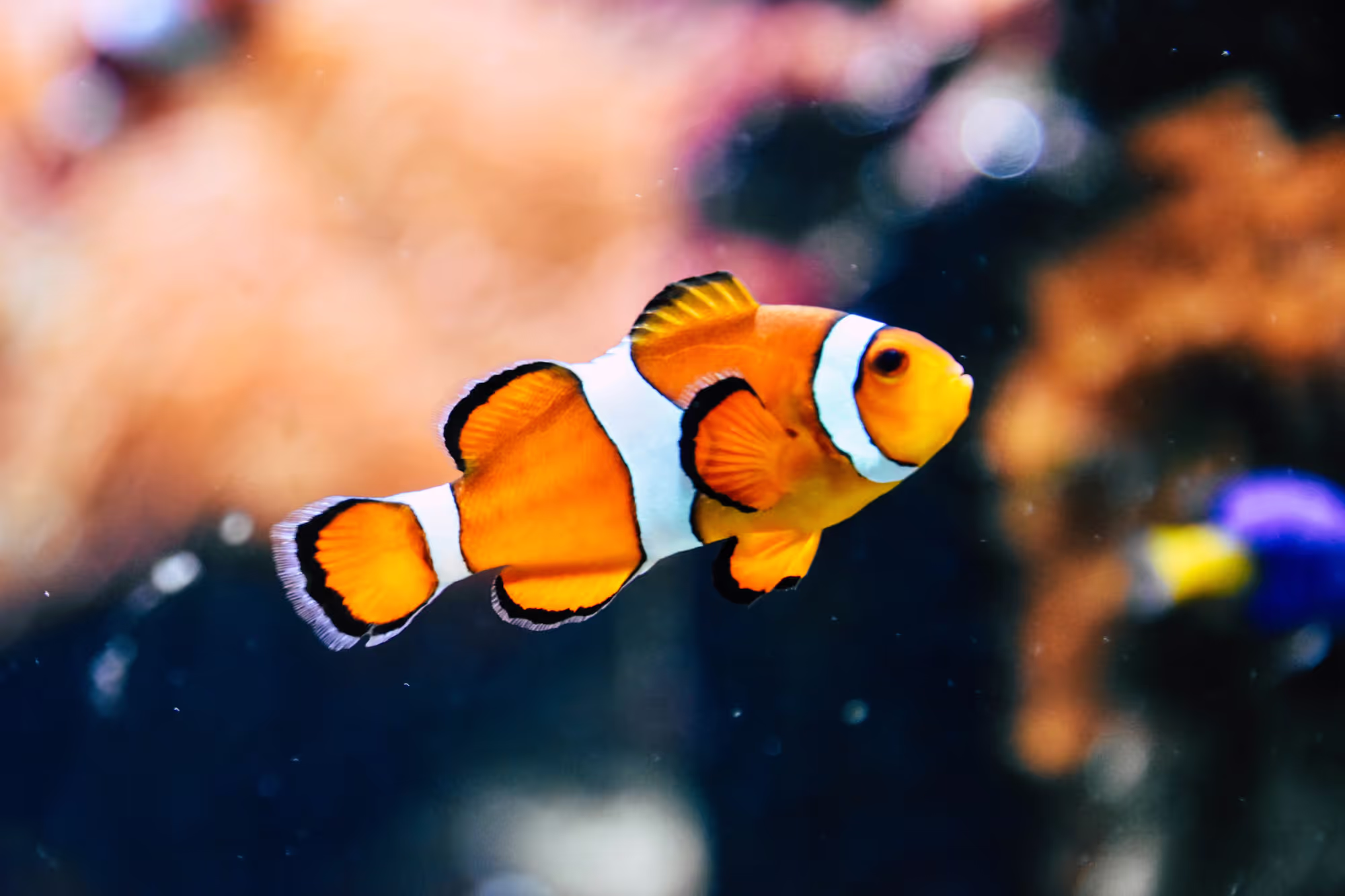 Circus Fish Astonish Coastal Town with Underwater Big Top Spectacle