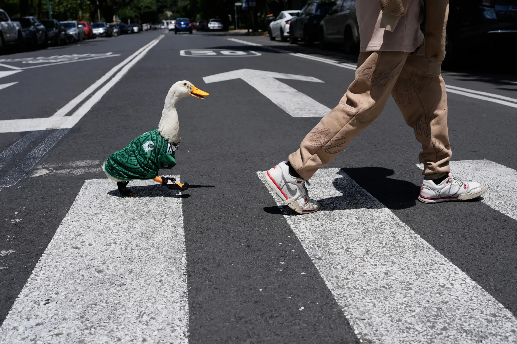 Meet Merlin the duck, a Mexico City streetside regular turned World Cup mascot