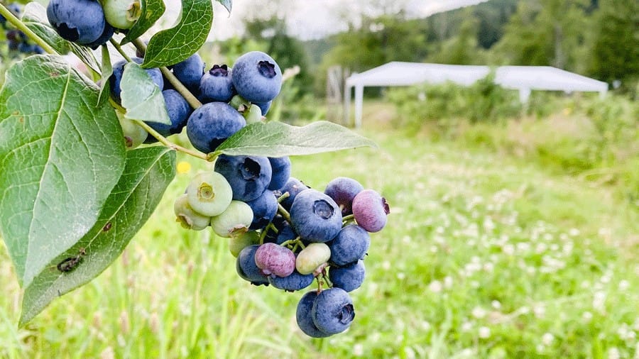 The Pacific Northwest's Blue Standard: High Summer on Puget Sound’s Blueberry Farms