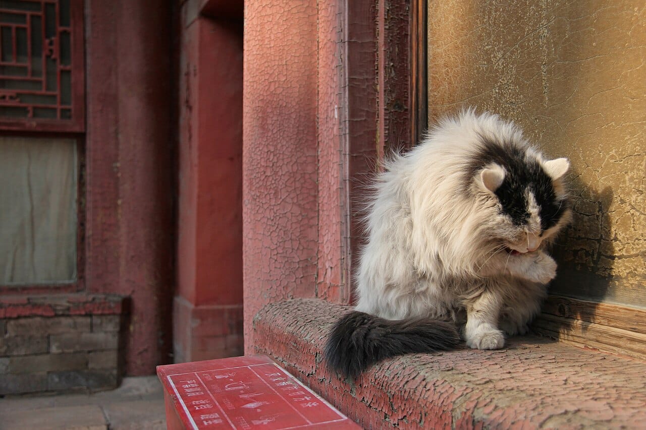 The Secret Life of the Urban Feline